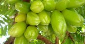 belimbingsayur001