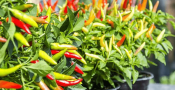 cara-tanaman-cabe-berbuah.png