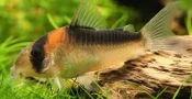 corydoras