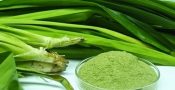 daun-pandan-wangi