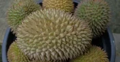 durian00maluku