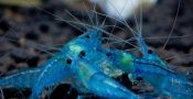 jenis-udang-hias-Blue-Pearl-Shrimp