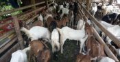 kambing01.jpg
