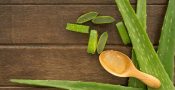 lidah-buaya01.jpg