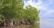 mangrove