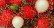 rambutan002
