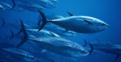 tuna001